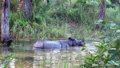 We had to be really quiet when we spotted any wild animals like this rhino.